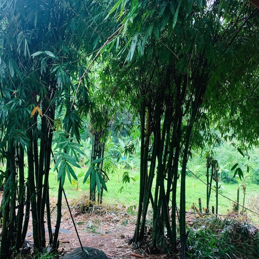 Hotel สวนฉัน Igarden Ban Pang Champi Zewnętrze zdjęcie